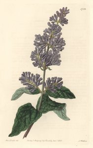 Liliowy Węgierski - Mocna woda autorstwa S. Wattsa z ilustracji Sarah Anne Drake (1803-1857), z rejestru botanicznego autorstwa Sydenham Teast Edwards