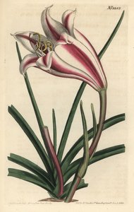 Lily Variete - lilia wybrzeża przylądka, Crinum ornatum (Amaryllis ornata). Ręcznie barwiony miedzioryt autorstwa F. Sansoma Jr. według ilustracji Sydenhama Edwardsa z magazynu botanicznego Williama Curtisa, T. Curtis, Londyn autorstwa Sydenham Teast Edwards