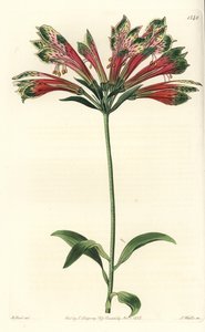 Lilia Inków lub Peru (alstroemere lub alstroemerie) - lilia peruwiańska, Alstroemeria pulchella (Papuga alstroemeria, Alstroemeria psittacina). Ręcznie barwiony miedzioryt autorstwa S. Wattsa wg ilustracji M. Harta z Sydenham Edwards