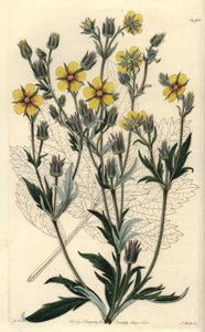 Pięciornik długolistny - Potentilla longifolia (pięciolistek lepki, Potentilla viscosa). Ręcznie barwiony miedzioryt autorstwa S. Wattsa wg ilustracji M. Harta z Sydenham Edwards