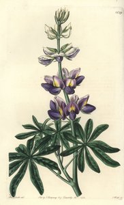 Lupin - zmienny łubin, Lupinus mutabilis. Ręcznie barwiony miedzioryt autorstwa S. Wattsa według ilustracji panny Sarah Drake z rejestru botanicznego Sydenham Edwards, Ridgeway, Londyn autorstwa Sydenham Teast Edwards