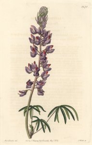 Łubin z wąskimi liśćmi - Mocna woda autorstwa S. Wattsa z ilustracji Sarah Anne Drake (1803-1857), z Rejestru Botanicznego autorstwa Sydenham Teast Edwards