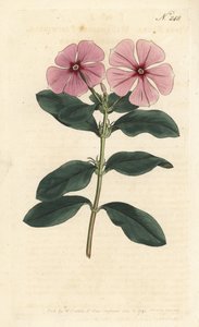 Barwinek Madagaskar - Barwinek Madagaskar, Catharanthus roseus (Vinca rosea). Ręcznie barwiony miedzioryt autorstwa Sansoma według ilustracji Sydenhama Edwardsa z magazynu Botanical Magazine Williama Curtisa, Londyn