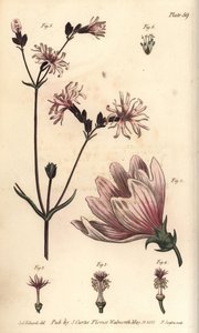 malwa, malva sylvestris, monadelfia autorstwa Sydenham Teast Edwards