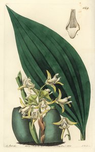 Storczyk Maxillaria palmifolia (jasnożółty maxillaria, Maxillaria decolor). Ręcznie barwiony miedzioryt autorstwa S. Wattsa wg ilustracji M. Harta z Sydenham Edwards