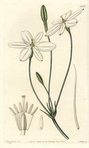 Gwiazda meksykańska - gwiazda meksykańska lub śnieżnobiała milla, Milla biflora. Ręcznie kolorowany miedzioryt wykonany przez S. Wattsa na podstawie ilustracji autorstwa Miss Sarah Drake z Sydenham Edwards