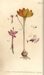 Monandria 1,2, sukno złote, Crocus angustifolius (Triandria) 3, i wilcza jagoda, Circaea alpina (Diandria) 4,5. Ręcznie barwiony miedzioryt przedstawiający ilustrację botaniczną Sydenhama Edwardsa do Wykładów o botanice Williama Curtisa, jako deliv autorstwa Sydenham Teast Edwards