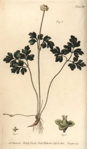 Muskroot, Adoxa moschatellina, Tetragynia, flower 1 i pistilla 2,3. Ręcznie kolorowany miedzioryt autorstwa F. Sansoma przedstawiający ilustrację botaniczną Sydenhama Edwardsa do wykładów Williama Curtisa na temat botaniki, dostarczony w Ogrodzie Botaniczn autorstwa Sydenham Teast Edwards