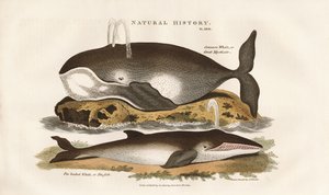 Wieloryby północnego Atlantyku autorstwa Sydenham Teast Edwards