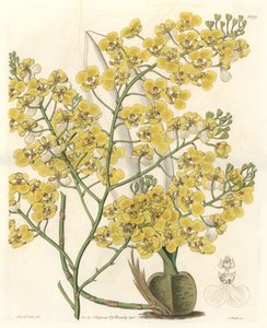 Orchidea (Oncidium ampliatum), o żółtych kwiatach, pochodząca z Nowej Zelandii - Water forte autorstwa S. Wattsa z ilustracji Sarah Anne Drake (1803-1857), z rejestru botanicznego autorstwa Sydenham Teast Edwards