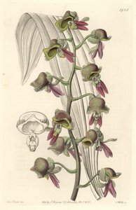 Orchidea Catasetum, dwukolorowe kwiaty, pochodzące z Gujany - Water forte autorstwa S. Wattsa z ilustracji Sarah Anne Drake (1803-1857), z rejestru botanicznego autorstwa Sydenham Teast Edwards