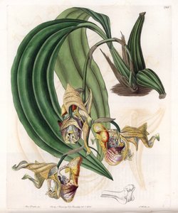 Storczyk: Odmiana Coryanthes z nakrapianymi kwiatami - Talerz grawerowany przez S.Wattsa, z ilustracji Sarah Anne Drake (1803-1857), z rejestru botanicznego Sydenham Edwards (1768-1819), Anglia autorstwa Sydenham Teast Edwards