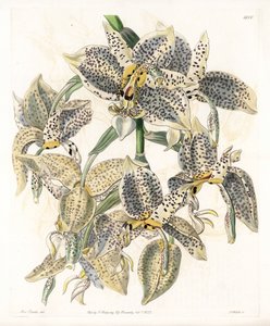 Storczyk: Odmiana Stanhope, neotropikalna - Talerz rytowany przez S.Wattsa, z ilustracji Sarah Anne Drake (1803-1857), z rejestru botanicznego Sydenham Edwards (1768-1819), Anglia autorstwa Sydenham Teast Edwards