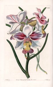 Storczyk: odmiana Vanda, gatunki epifityczne z Azji - Talerz rytowany przez S.Wattsa, z ilustracji Sarah Anne Drake (1803-1857), z rejestru botanicznego Sydenham Edwards (1768-1819), Anglia autorstwa Sydenham Teast Edwards