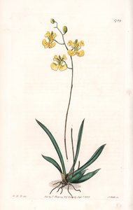 Storczyk: Variete Tolumnia guianensis, endemiczny dla Haiti i Santo Domingo - Talerz rytowany przez S.Wattsa, z ilustracji Sarah Anne Drake (1803-1857), z rejestru botanicznego Sydenham Edwards (1768-1819), Anglia autorstwa Sydenham Teast Edwards