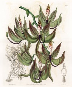 Orchidea: Variety of Cycnoche - Grawerowana tablica autorstwa S.Wattsa, z ilustracji Sarah Anne Drake (1803-1857), z rejestru botanicznego Sydenham Edwards (1768-1819), Anglia