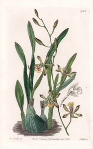 Orchidea: epidendre grele - Grawerowana tablica autorstwa S.Wattsa, z ilustracji Sarah Anne Drake (1803-1857), z rejestru botanicznego Sydenham Edwards (1768-1819), Anglia autorstwa Sydenham Teast Edwards