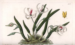 Orchidea: miniaturowa odmiana leptotes - Rycina wykonana przez S.Watts, z ilustracji Sarah Anne Drake (1803-1857), z rejestru botanicznego Sydenhama Edwardsa (1768-1819), Anglia autorstwa Sydenham Teast Edwards