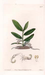 Storczyk: variete de camphylocentrum - Talerz rytowany przez S.Wattsa, z ilustracji Sarah Anne Drake (1803-1857), z rejestru botanicznego Sydenham Edwards (1768-1819), Anglia autorstwa Sydenham Teast Edwards