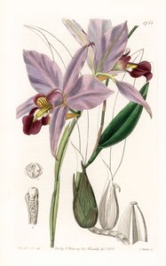 Orchidea: variete de laelia - Talerz grawerowany przez S.Wattsa, z ilustracji Sarah Anne Drake (1803-1857), z rejestru botanicznego Sydenham Edwards (1768-1819), Anglia autorstwa Sydenham Teast Edwards