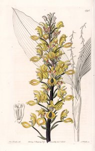 Orchidea: variete of govenia - Talerz grawerowany przez S.Wattsa, z ilustracji Sarah Anne Drake (1803-1857), z rejestru botanicznego Sydenham Edwards (1768-1819), Anglia autorstwa Sydenham Teast Edwards
