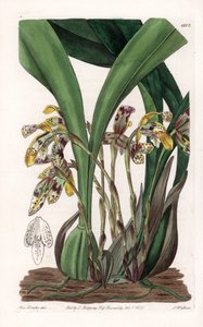 Storczyk: odmiana maxillarii, pochodząca z Ameryki Południowej - Talerz rytowany przez S.Wattsa, na podstawie ilustracji Sarah Anne Drake (1803-1857), z rejestru botanicznego Sydenham Edwards (1768-1819), Anglia autorstwa Sydenham Teast Edwards