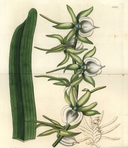 Odmiana storczyków z Wysp Oceanu Indyjskiego - Storczyk angraecum z kości słoniowej, Angraecum eburneum. Ręcznie barwiony miedzioryt autorstwa S. Wattsa według ilustracji panny Sarah Drake z rejestru botanicznego Sydenham Edwards, Ridgeway, Londyn autorstwa Sydenham Teast Edwards