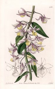 Orchidea: odmiana Dendrobium, pochodząca z Azji - Tabliczka rytowana przez S. Wattsa, z ilustracji Sarah Anne Drake (1803-1857), z rejestru botanicznego Sydenham Edwards (1768-1819), Anglia autorstwa Sydenham Teast Edwards