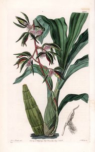 Orchidea: odmiana catasetum, zwana brodatą - Talerz rytowany przez S.Wattsa, z ilustracji Sarah Anne Drake (1803-1857), z rejestru botanicznego Sydenham Edwards (1768-1819), Anglia autorstwa Sydenham Teast Edwards