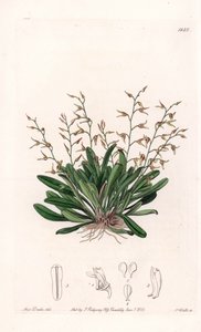 Orchidea: odmiana epidendu - Talerz rytowany przez S.Wattsa, z ilustracji Sarah Anne Drake (1803-1857), z rejestru botanicznego Sydenham Edwards (1768-1819), Anglia autorstwa Sydenham Teast Edwards