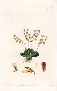 Orchidea: odmiana epidendu - Talerz rytowany przez S.Wattsa, z ilustracji Sarah Anne Drake (1803-1857), z rejestru botanicznego Sydenham Edwards (1768-1819), Anglia autorstwa Sydenham Teast Edwards