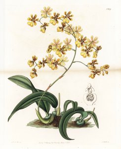 Storczyk: odmiana epifitycznego oncidium z Brazylii - Talerz rytowany przez S. Wattsa, z ilustracji Sarah Anne Drake (1803-1857), z rejestru botanicznego Sydenham Edwards (1768-1819), Anglia autorstwa Sydenham Teast Edwards