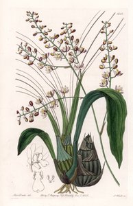 Orchidea: odmiana eulofii - Talerz rytowany przez S.Wattsa, z ilustracji Sarah Anne Drake (1803-1857), z rejestru botanicznego Sydenham Edwards (1768-1819), Anglia