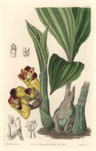 Orchidee Acanthephippium bicolor, oryginalnie ze Sri Lanki - Woda autorstwa S. Wattsa z ilustracji Sarah Anne Drake (1803-1857), z rejestru botanicznego
