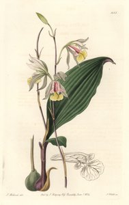 Orchidee, American Bletia - Water Forte autorstwa S. Wattsa z ilustracji T. Hollanda, z rejestru botanicznego autorstwa Sydenham Teast Edwards