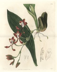 Orchidee Batemannia, pochodząca z Gujany - Water forte autorstwa S. Wattsa z ilustracji T. Hollanda, z rejestru botanicznego autorstwa Sydenham Teast Edwards