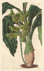 Orchidea Catasetum, pochodząca z Brazylii - Water forte autorstwa S. Wattsa z ilustracji Sarah Anne Drake (1803-1857), z Rejestru Botanicznego autorstwa Sydenham Teast Edwards