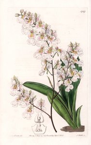 Storczyk Tolumnia pulchella, endemiczny dla Jamajki - Grawerowane przez S.Wattsa, z ilustracji Sarah Anne Drake (1803-1857), z rejestru botanicznego Sydenham Edwards (1768-1819), Anglia autorstwa Sydenham Teast Edwards