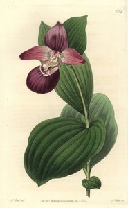 Orchidee Clog of Venus ma duże kwiaty - cypripedium wielkokwiatowe lub obuwie wielkokwiatowe Cypripedium macranthos. Ręcznie barwiony miedzioryt autorstwa S. Wattsa wg ilustracji M. Harta z Sydenham Edwards