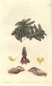 Orchidee epidendrum Ameryki Środkowej - Storczyk Epidendrum schlechterianum (Purpurowe nanody, Nanody przebarwione). Ręcznie barwiony miedzioryt autorstwa S. Wattsa według ilustracji panny Sarah Drake z Sydenham Edwards