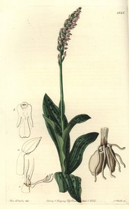 Orchidee neotine - Storczyk gęstokwiatowy, Neotinea maculata (Aceras jednorozmiarowy, Aceras secundiflora). Ręcznie barwiony miedzioryt autorstwa S. Wattsa według ilustracji panny Sarah Drake z rejestru botanicznego Sydenham Edwards, Ridgeway, Londyn autorstwa Sydenham Teast Edwards