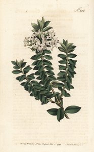 Ouessant mirt lub eliptyczny veronica - przetacznik krzyżowolistny, Veronica decussata. Ręcznie barwiony miedzioryt autorstwa Sansoma według ilustracji Sydenhama Edwardsa autorstwa Williama Curtisa Botanical Magazine, Londyn autorstwa Sydenham Teast Edwards