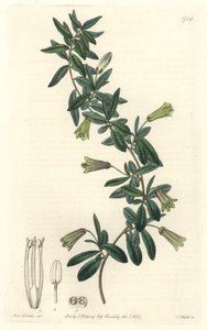 Billardiera o owalnych liściach, pochodząca z Tasmanii (Australia) - Silna woda autorstwa S. Wattsa z ilustracji Sarah Anne Drake (1803-1857), z rejestru botanicznego autorstwa Sydenham Teast Edwards