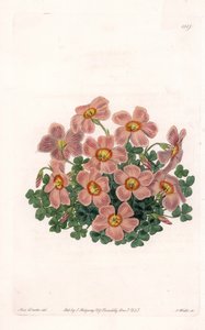 Oxalis Variete - Talerz grawerowany przez S.Wattsa, z ilustracji Sarah Anne Drake (1803-1857), z rejestru botanicznego Sydenham Edwards (1768-1819), Anglia autorstwa Sydenham Teast Edwards