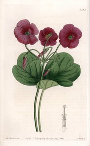 Oxalis de Bowie - Talerz grawerowany przez S.Wattsa, z ilustracji Sarah Anne Drake (1803-1857), z rejestru botanicznego Sydenham Edwards (1768-1819), Anglia autorstwa Sydenham Teast Edwards