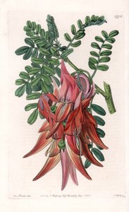 Dziób papugi - tabliczka grawerowana przez S.Wattsa, z ilustracji Sarah Anne Drake (1803-1857), z rejestru botanicznego Sydenham Edwards (1768-1819), Anglia autorstwa Sydenham Teast Edwards