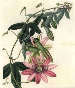 Passion Variete - Poro poro, Passiflora pinnatistipula (tacsonia pani Marryat, Tacsonia pinnatistipula). Ręcznie barwiony miedzioryt autorstwa S. Wattsa według ilustracji panny Sarah Drake M. Hart z Sydenham Edwards