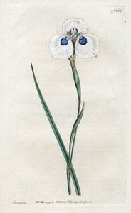 Peacock Iris - Litografia Sydenhama Edwardsa (1768-1819), płyta z magazynu botanicznego Williama Curtisa (1746-1799) autorstwa Sydenham Teast Edwards