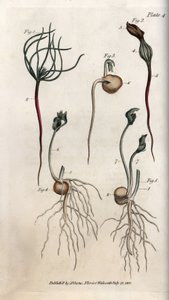Groch, nasiona strączkowe mają różne etapy kiełkowania. Kolorowa miedzioryt, ilustracja Sydenham Edwards (1768-1819) dla Konferencji Botanicznej, Ogród Botaniczny Lambeth (Anglia) autorstwa Sydenham Teast Edwards