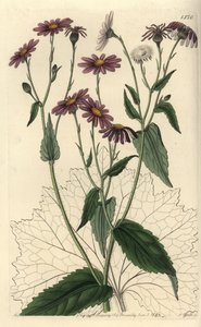Pericallis tussilaginis (podbiał pospolity, Senecio tussilaginis). Ręcznie barwiony miedzioryt autorstwa S. Wattsa według ilustracji panny Sarah Drake z rejestru botanicznego Sydenham Edwards, Ridgeway, Londyn autorstwa Sydenham Teast Edwards
